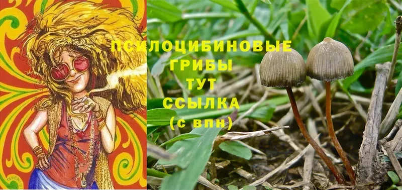 купить наркоту  Ревда  Галлюциногенные грибы Cubensis 